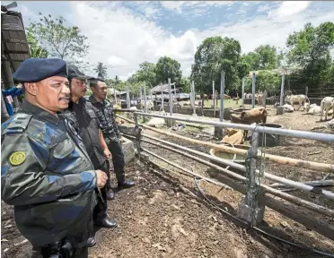  ?? — Bernama ?? Good job: Supt Ramly (left) and his officers checking on the illegal livestock that were seized during the operation at Kampung Tok Rusa near Kubang Pak Itam in Kelantan.