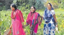  ?? MUJEEB FARUQUI/HT ?? Differentl­y abled members of a selfhelp group help each other as they work in their vegetable plot in Jolly village of Jabalpur, Madhya Pradesh.