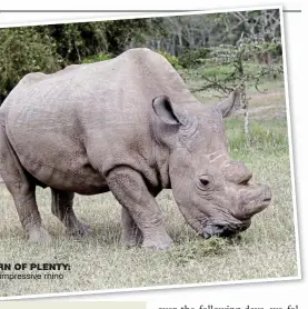  ??  ?? Horn of plenty: The impressive rhino