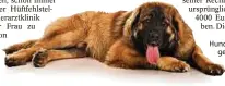  ??  ?? Hunde wie der Leonberger sind anfällig für Hüftschäde­n. Foto: istock