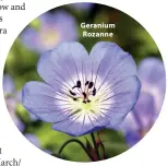  ?? ?? Geranium Rozanne