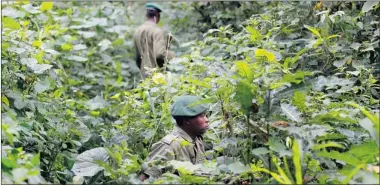  ?? JEROME DELAY/ THE ASSOCIATED PRESS ?? Park rangers patrol in the Virunga National Park near Rumangabo, about 60 kilometres north of Goma, eastern Congo.