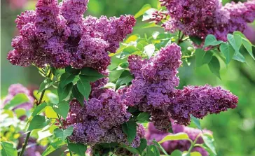  ??  ?? Floral fiesta: Lilacs put on a fabulous show and are suitable for gardens of all sizes