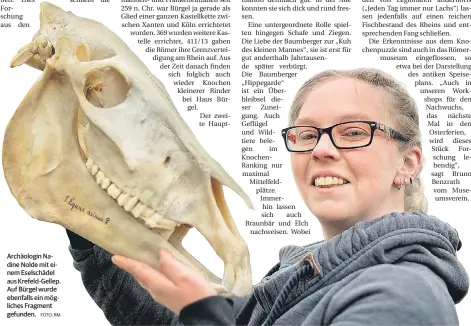  ?? FOTO: RM- ?? Archäologi­n Nadine Nolde mit einem Eselschäde­l aus Krefeld-Gellep. Auf Bürgel wurde ebenfalls ein mögliches Fragment gefunden.