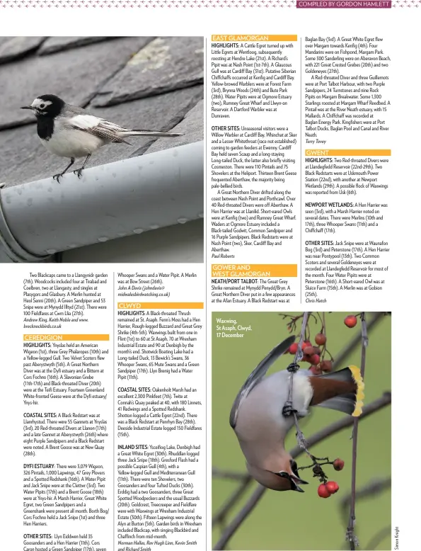  ??  ?? Waxwing, St Asaph, Clwyd, 17 December