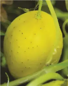  ??  ?? Territoria­l Seed Company states that Lemon cucumbers are 3- to 4-foot, semi-bush type plants that bear loads of apple-shaped cucumbers with lemon-colored skins. “The flesh is very mild and sweet, never bitter ... best harvested when the size of limes. This old variety is a favorite among many cool season gardeners.”