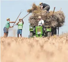  ?? FOTO: T. WARNACK ?? Landwirte beladen auf einem Feld bei Möhringen einen alten Leiterwage­n mit frisch gemähten Weizengarb­en. Der Weizen wurde zuvor mit einem Bindemäher aus dem Jahr 1936 gemäht und gebunden.