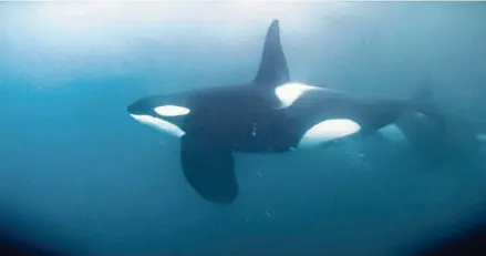  ?? ?? Orcas typically are found in colder waters, but also are found in subtropica­l and tropical waters.