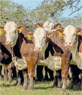  ??  ?? Solidez. La selección genética incluye tanto a toros como a hembras.