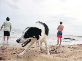  ?? FERNANDEZ ?? Marca calle. Un perro sin dueño, ayer, en una playa de Punta, /