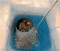  ??  ?? Walter the Weddell seal became a frequent visitor to Robinson’s Antarctic shipping container.