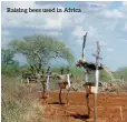  ??  ?? Raising bees used in Africa