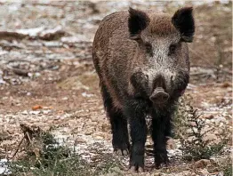  ?? ?? COCHINO DE ORO
Destaca la diferencia entre el primer récord de jabalí de 1950, 42,45 puntos, y el mayor hasta la fecha, cazado en España en 1983 en Cáceres, con 136,95 puntos. La puntuación media para medalla de oro se sitúa en 113,77 puntos; 107 para plata y 102,24 para el bronce. La junta nacional tiene homologado­s 4.035 oros,
6.315 platas y cerca de 9.300 medallas de bronce.