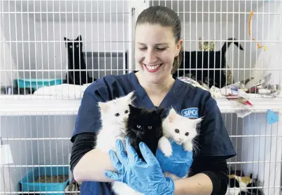  ?? PHOTO: CHRISTINE O’CONNOR ?? Purrfect pets . . . Dunedin SPCA animal care area manager Emma Collins has a lot of kittens to look after.