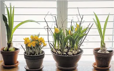  ?? ?? Windowsill garden with homegrown potted amaryllis, crocus and tulips.
