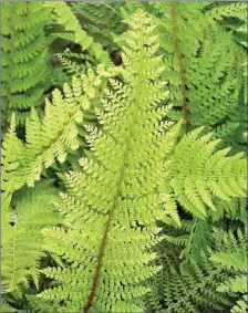  ??  ?? Soft Shield-ferns are very common at this time of year.