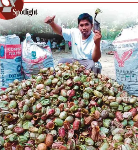  ?? PIX BY AHMAD ISMAIL ?? Mohamad Saiful Md Salleh with the pitcher plants he had collected.