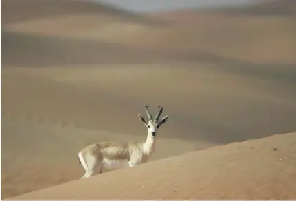  ?? Karim Sahib / AFP ?? The numbers of Arabian sand gazelle have increased but there are concerns over inbreeding causing harmful recessive traits.