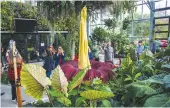  ?? Tribune News Service/the San Diego Union-tribune ?? The rare Amorphopha­llus titanum – better known as the corpse plant – bloomed on Halloween evening at the San Diego Botanic Garden for the first time since 2018 in Encinitas.