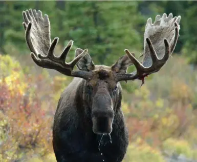  ?? ERIK HEINRICH PHOTO ?? Ontario’s moose population has declined by 20 per cent over the past decade to just 92,300 animals, the province reports.