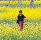  ?? REUTERS FILE ?? Mustard is one of India’s most important winter crops, which is sown between midOctober and lateNovemb­er.