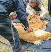  ?? FIRMA FOTO / EXPRESO ?? De cada cinco animales esquilados, se obtiene un kilo de fibra óptima.