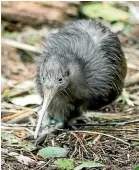  ?? MALCOLM PULLMAN ?? North Island brown kiwi are finally off the threatened list.