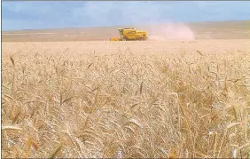  ??  ?? En Itapúa reducirán de nuevo este año el área de siembra del trigo. El precio que reciben no cubre el costo de producción, según alegan.