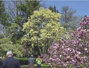  ?? PHOTOS BY BETTY MONTGOMERY/MORE CONTENT NOW ?? The Brooklyn Botanical Garden has a wonderful collection of deciduous magnolias.