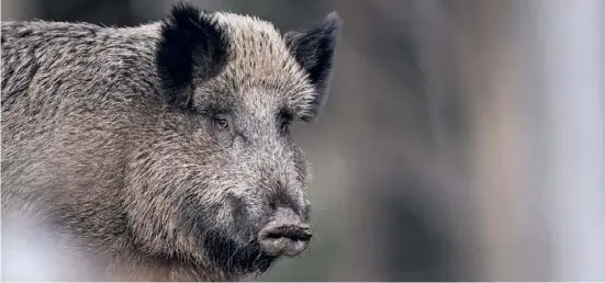  ?? Foto: dpa ?? Manch ein sonst scheues, zurückgezo­genes Tier begibt sich im Notstand in Richtung Zivilisati­on.