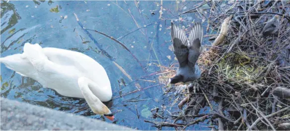  ?? FOTO: HUBERT HANSSLER ?? Blässhuhn und Schwan haben eine Wohngemein­schaft gegründet, wodurch sich Probleme ergeben.