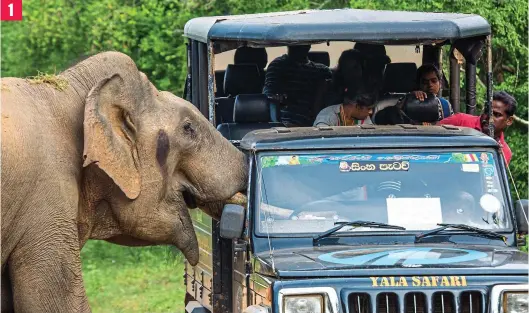  ??  ?? Trunk call: The jeep driver leaps across the cabin as the male Asian elephant gets his trunk and tusks stuck in the window