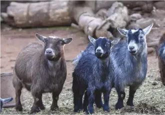  ??  ?? Pygmy goats (above right) are highly adaptable, good-natured and gregarious and are cooperativ­e providers of milk and effective browsers.