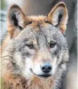  ?? FOTO: DPA ?? Einige Bürger fürchten den Wolf.