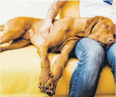  ?? FOTO: DPA ?? Auch Hunde leiden unter Epilepsie. Bei der Rasse Rhodesian Ridgeback gibt es eine genetische Veranlagun­g dafür.