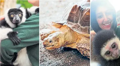  ?? ELMVALE JUNGLE ZOO/FACEBOOK ?? The lemur JC, Stanley the tortoise and Agnes the baby gibbon were taken from the Elmvale Jungle Zoo this week.