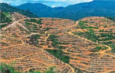  ??  ?? A durian plantation in Raub, on the outskirts of Kuala Lumpur. — AFP photos