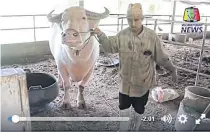  ?? WORKPOINT NEWS ?? Narakorn Sripua poses with a white buffalo that he bought with money his father gave him for a car. He now runs a buffalo farm breeding white buffaloes in Sakon Nakhon.