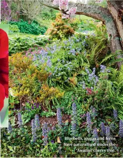  ??  ?? Bluebells, ajugas and ferns have naturalise­d under the ‘Awanui’ cherry tree.