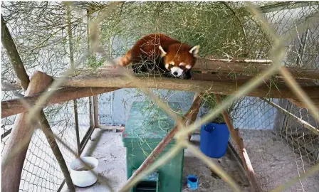  ?? — AFP ?? In a safe haven: One of the three red pandas resting at the sanctuary in Luang Prabang.