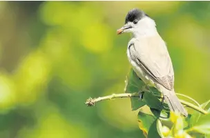  ?? Amy Lewis ?? ●●The blackcap