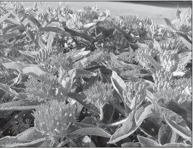  ?? Special to the Democrat-Gazette/JANET B. CARSON ?? Orange butterfly weed is a form of milkweed, which Monarch caterpilla­rs require to complete their life cycle.