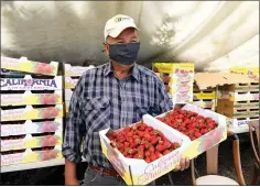  ??  ?? Apolinar Yerena, owner of Yerena Farms, holds a flat of strawberri­es at one of his fields in Watsonvill­e on May 1.