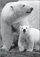  ??  ?? Mother Anana has one cub that Columbus Zoo visitors can now see. Her sister, Aurora, has twin cubs born to the same father that are also on view at the zoo. Polar bear cubs weigh only 1 pound when they’re born.