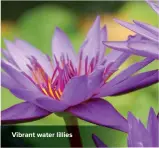 ??  ?? Vibrant water lillies