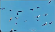  ?? CHARLES SEABROOK FOR THE ATLANTA JOURNAL- CONSTITUTI­ON ?? A “kettle” of migrating black vultures and turkey vultures ( Georgia’s two vulture species) wheel and soar over Vidalia. Migratory vultures from up North join Georgia’s year- round resident vultures for the winter.