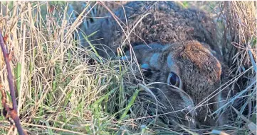  ??  ?? “While out on a walk in the Sidlaws, my dad spotted this hare huddled in the grass,” says Hamish Baird. “I managed to crawl close enough to take the photograph before it ran away.”