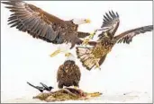  ?? ESTELLE SHUTTLEWOR­TH VIA AP ?? Harmful levels of toxic lead were found in the bones of 46 percent of bald eagles sampled in 38 states.