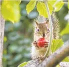  ?? REDDIT ?? Squirrels will eat your tomatoes, or sometimes just take a bite of one and flee.