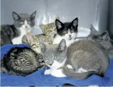  ?? KARENA WALTER/STANDARD STAFF ?? Seven kittens from a Beamsville Merritt Road property are photograph­ed in a crate after being dropped off to Beamsville­4PawRescue.